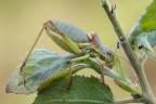 Orthoptera