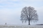 Walking toward the tree