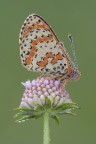 Melitea