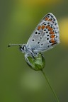 Guardando le vostre belle immagini..., piano piano mi torna la voglia di riprendere a fare macro..., nel frattempo cerco qu e l alcuni scatti che non ho ancora postato... A presto.

http://postimg.org/image/s6p5xj2yj/