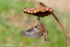 Un boccone al volo