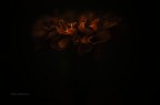 Non faccio foto di fiori