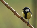 l'ultima assidua frequentatrice delle mangiatoie, per tutti gli altri la primavera  arrivata. 1/500 s, f5/6, iso 400, 300 mm