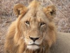 Sud Africa