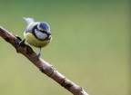 cinciarella in una giornata grigia 2