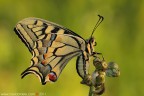 Papilio machaon (Linnaeus, 1758) (Lepidoptera - Papilionidae)

Canon EOS 7D + Sigma 180mm f/3.5 EX DG HSM Macro

Suggerimenti e critiche sempre ben accetti
[url=http://www.rossidaniele.com/HR/_MG_0748copia2-mdc-1500.jpg]Versione HR[/url]