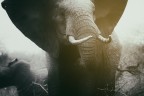 The elephant