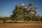 Tra Marrakech ed Essauria (che distano circa 250km)  possibile trovare tantissimi alberi di Argan e tantissimi 'artigiani' che vendono l'olio che se ne ricava dai frutti. Vicino a quelli pi grandi si radunano alcuni berberi (popolazione nomadi tipiche del nord Africa) per far nutrire le loro capre...sugli alberi direttamente..