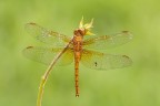 Orthetrum coerulescens