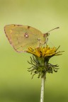 Colias