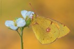 Colias....