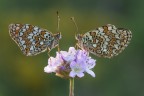 Una splendida coppia di Melitaea ritratta durante le ultime ore del giorno.
Scatto del 2014 sono graditi commenti e critiche