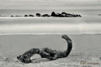 In riva al mare II