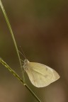 Una Pieris rapae trovata una mattina di Ottobre 2013...Inquadrature a  fotogramma pieno ne ho tante di questo soggetto per qui ho provato ad allargare :)
Treppiede,plamp,scatto remoto e pannellini

Critiche e consigli sono molto graditi ed apprezzati

Un saluto e buonaserata a tutti