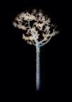 L'aniama di un albero