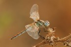 Sympetrum fonscolombii