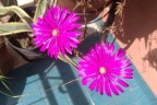 I primi fiori...
