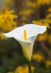 calla