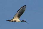 Ibis sacro