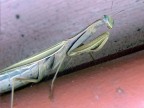 questa foto in effetti  ribaltata in quanto la mantide era "sotto" il gradino per entrare a casa. 
cosi pero' si puo' ammirare di piu l'insetto..