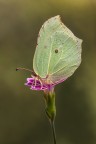 Cedronella