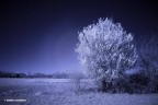 IR foto
