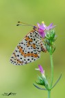 On a purple flower
