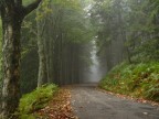 Foresta pistoiese