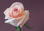 rosa..rosa