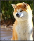 yoko...