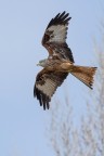 Milvus milvus
