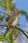 Torcicollo