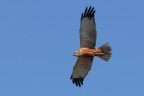 Falco di palude