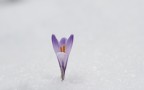 nel bianco