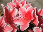 Lilium closeup