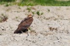Falco di palude (f) a terra