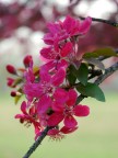 primavera