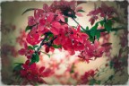 old spring effect