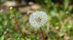 DCM-FZ200, F4, 1/640, iso100, focale108mm