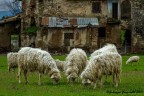 Campagna3