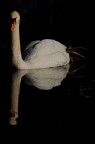 gliding swan