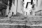 Cat street
