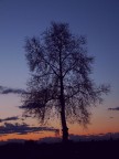 albero solo
