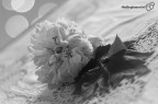 Sony NEX-5R, Pentax SMC Takumar 55mm f/2, 1/160, ISO 400, mano libera.
