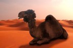 In the desert