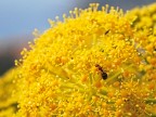 Arrampicata sul giallo