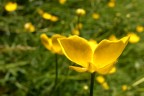 primaVERA