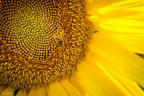 Impollinare
