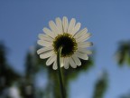 Marherita