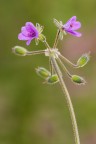 E' cominciata la nuova stagione anche per me :)
Durante le vacanze ho fatto qualche uscita pomeridiana e mi sono dedicata a riprendere  vari fiori da campo :)
Treppiede,scatto remoto,pannellino 

[url=http://postimg.org/image/lze6yz867/] Con qualche pixel in piu' [/url]

Critiche e consigli sono molto graditi ed apprezzati

Un saluto a tutti